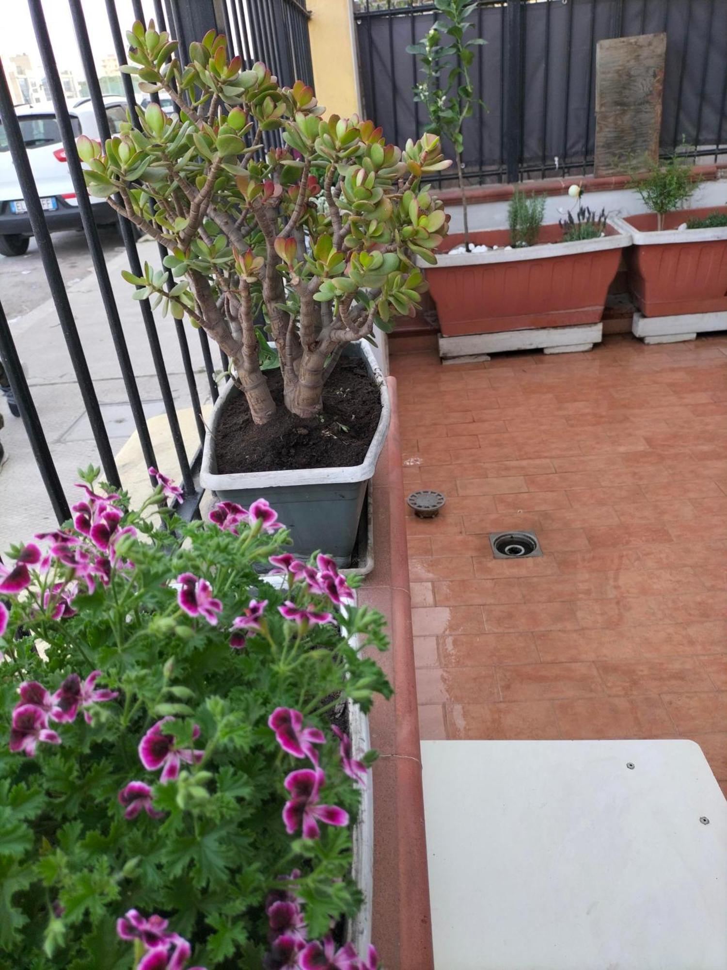 Ciuridda Mia Lägenhet Palermo Exteriör bild